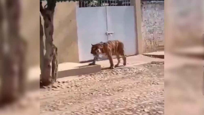 TIGRE DE BENGALA CAMINA POR CALLES DE MÉXICO COMO SI NADA
