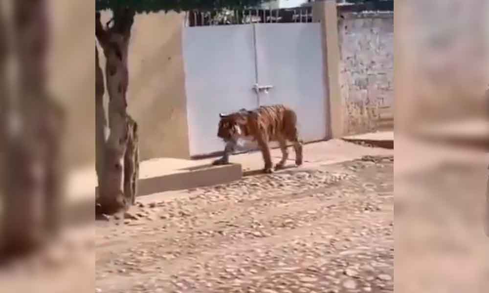 TIGRE DE BENGALA CAMINA POR CALLES DE MÉXICO COMO SI NADA